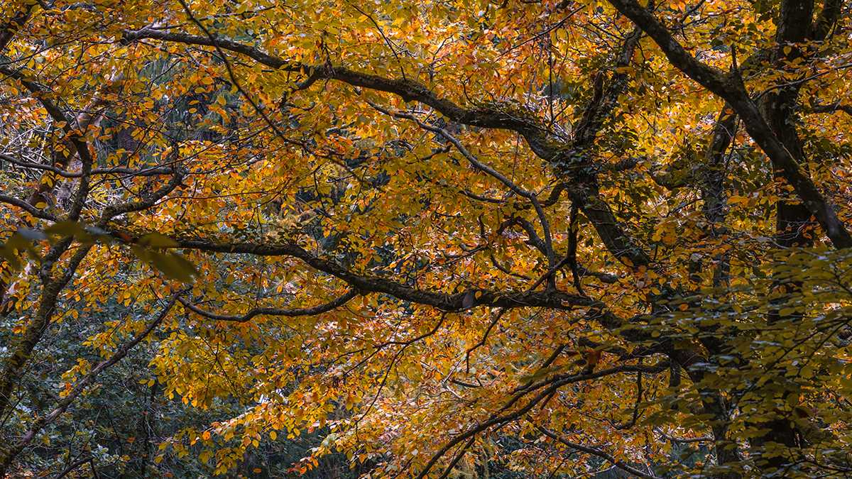 Dorchester, Dorset, Beech Tree...