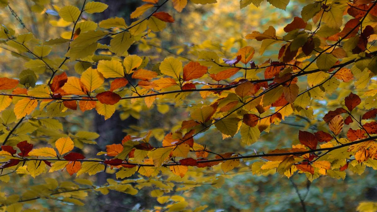 Dorchester, Dorset, Beech Leaves...