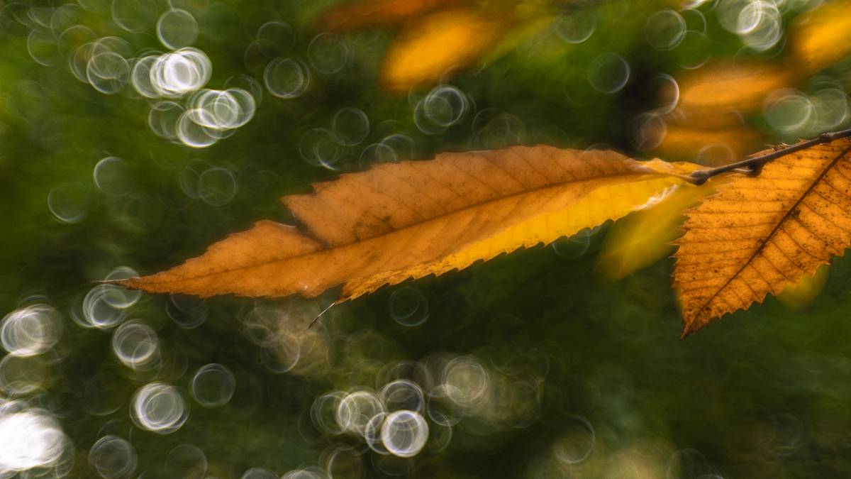 Dorchester, Dorset, Sweet Chestnut Leaves...