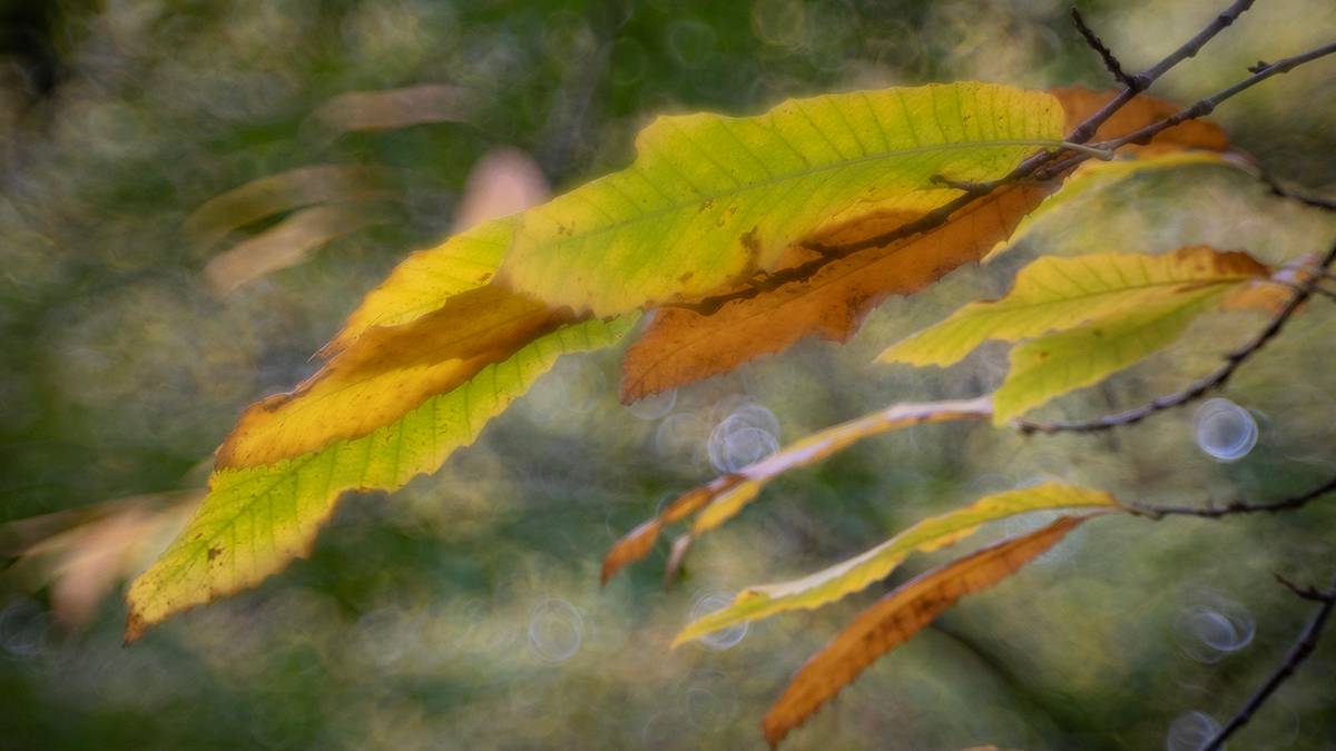 Dorchester, Dorset, Sweet Chestnut Leaves...