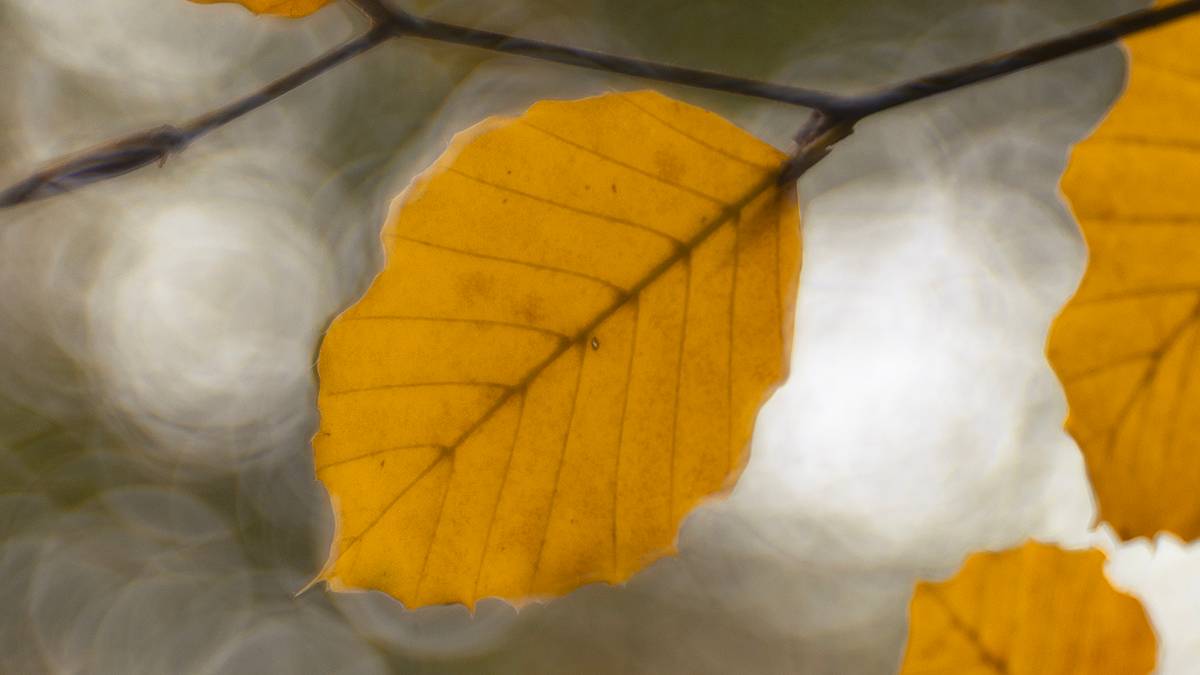 Dorchester, Dorset, Beech Leaf...