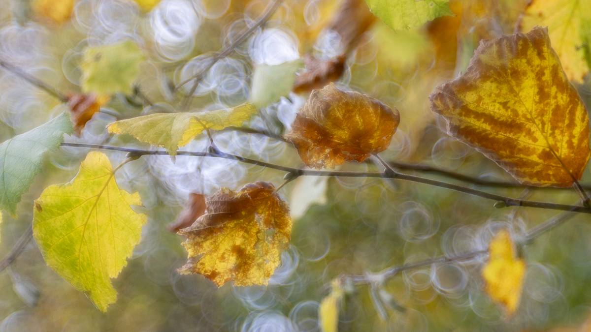Dorchester, Dorset, Silver Birch  Leaves...