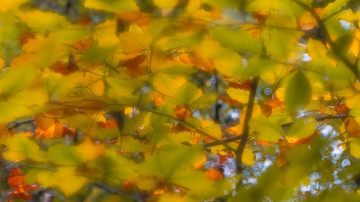 Dorchester, Dorset, Beech  Leaves...