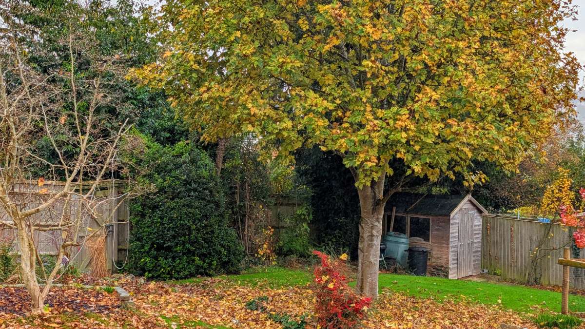 Berkhamsted, Herts, Trees still in leaf...