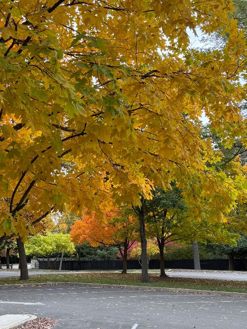 Winnetka, Cook, Autumn / Fall leaves ...