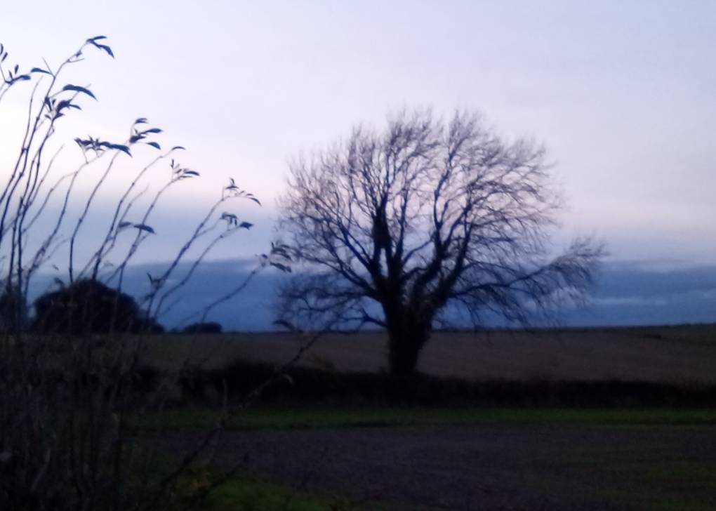 Westbury, Wilts, Winter beech, wind-shaped, dusk, edge of Salis Plain10/11/20...