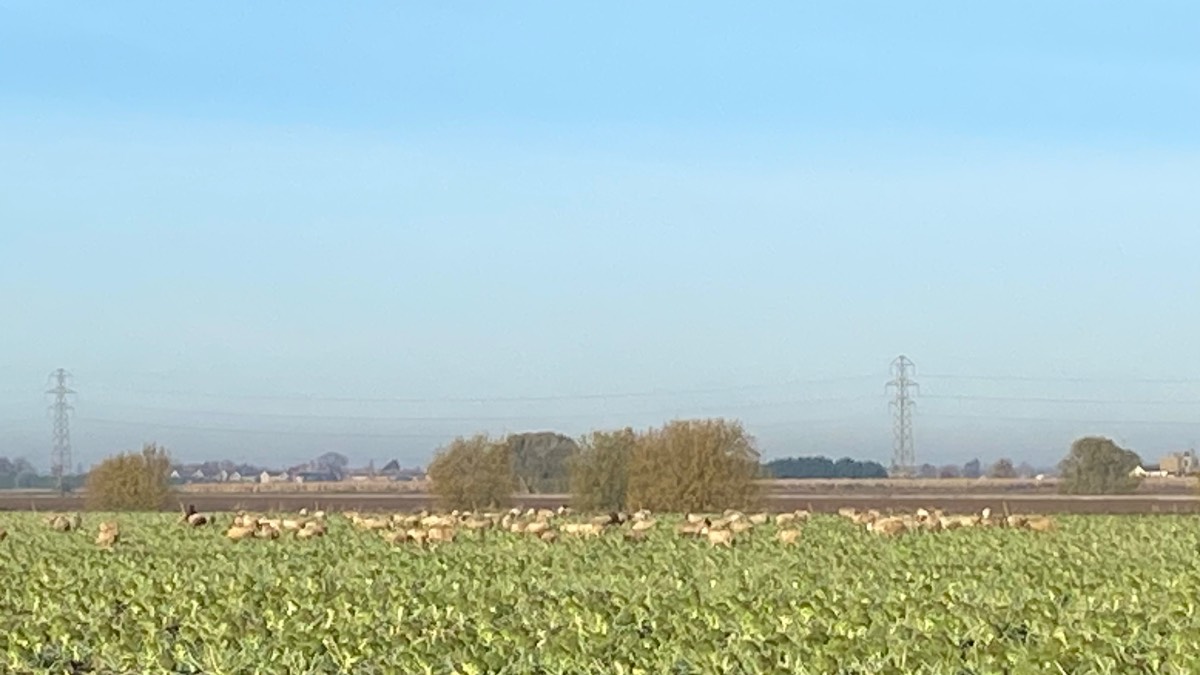 Moulton Chapel, Lincolnshire, Sheep enjoying some frosty broccoli ...