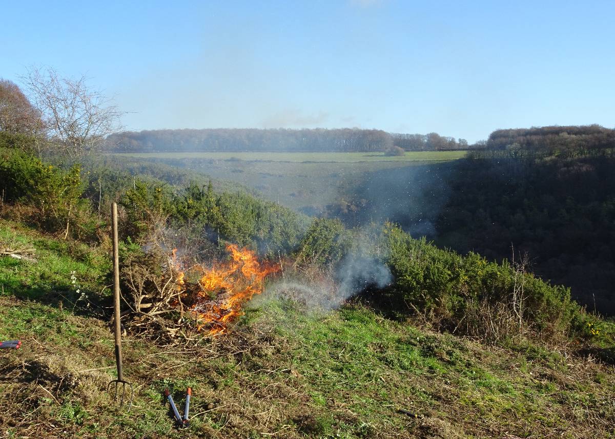 Shaftsbury, Dorset, Winter work: clearing invasive gorse from chalk downs grassland...