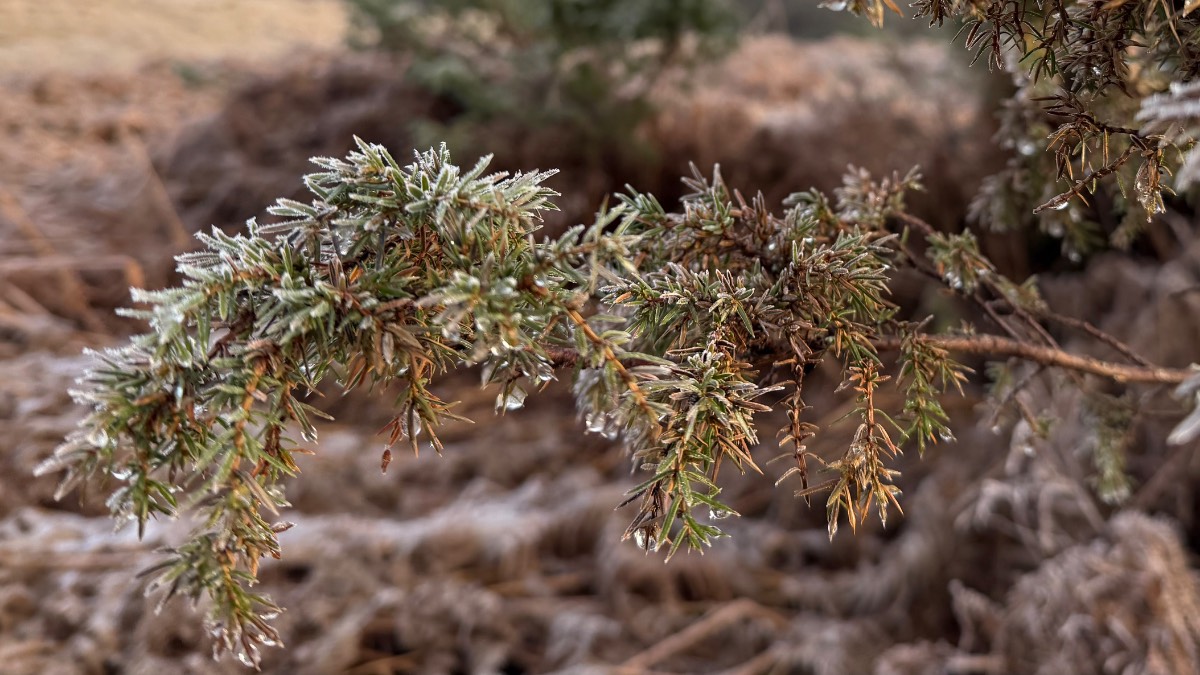 Grantown on Spey, Highlands, Frosted juniper bush....