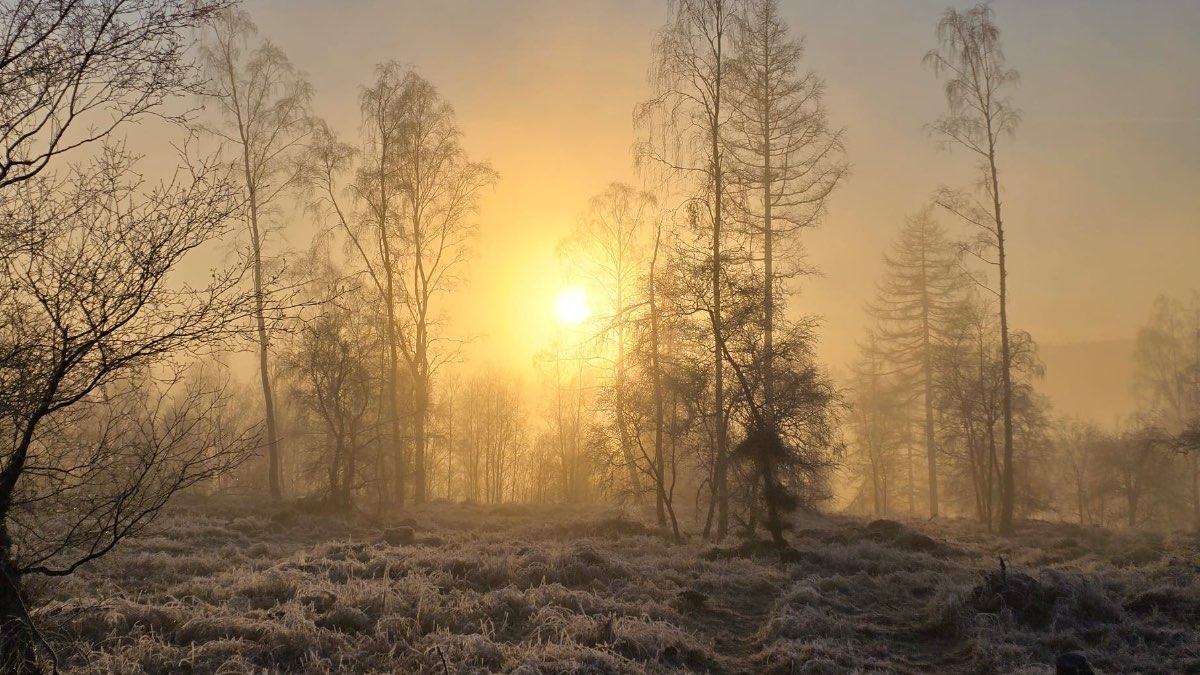 Grantown on Spey, Highlands, Frosty mist in the woods....