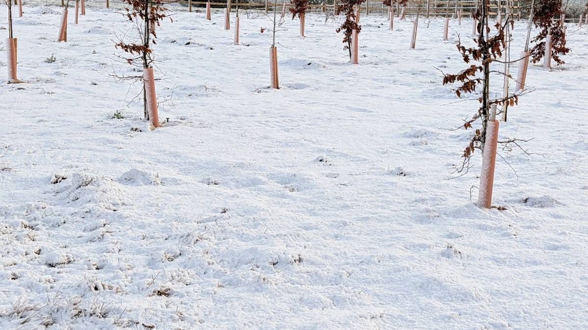 Berkhamsted, Herts, Snow in the new forest (pun intended) ...