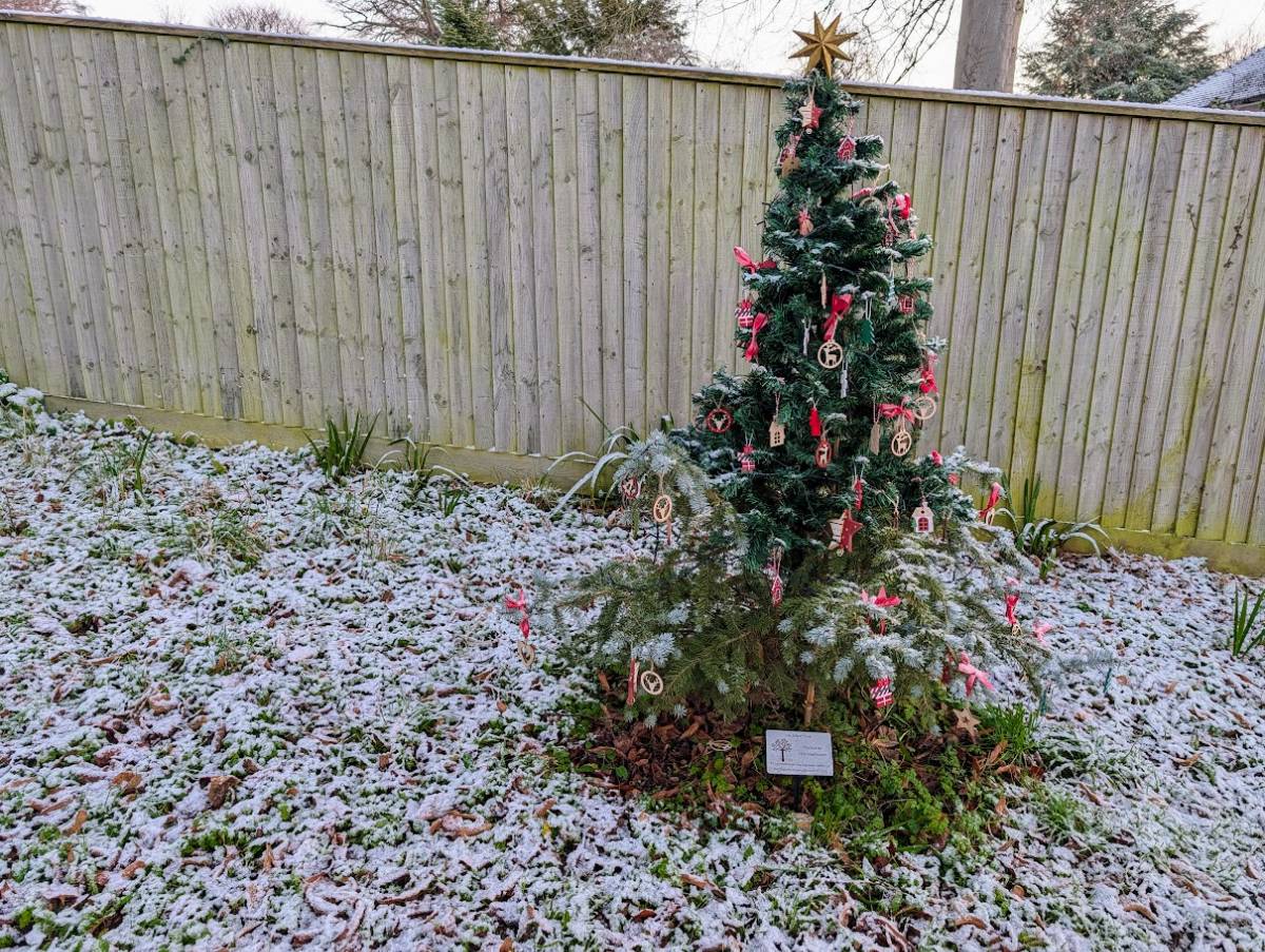 Berkhamsted, Herts, The Fat Albert tree, still dressed for Christmas, surrounded by a sprinklin...