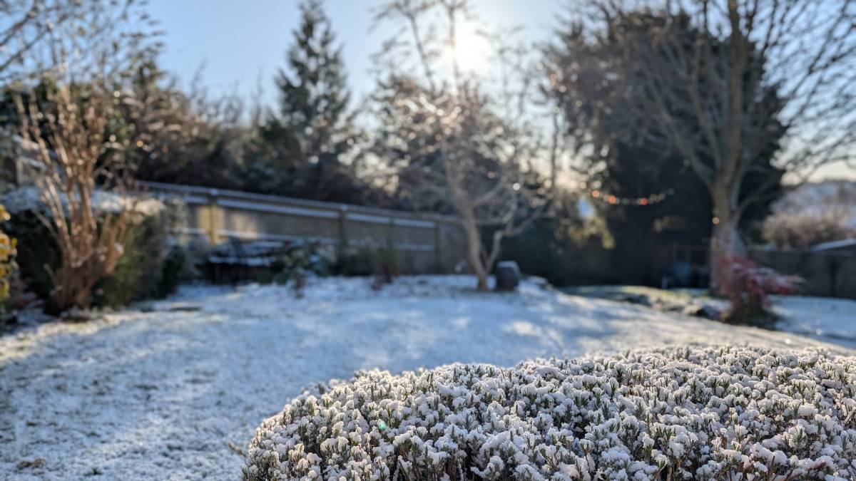 Berkhamsted, Herts, Snow on the lavender...