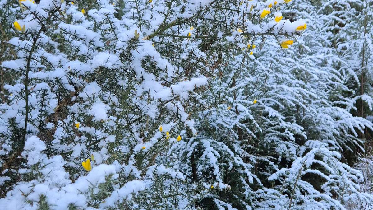 Dorking, Surrey, Gorse near Leith Hill in snow...