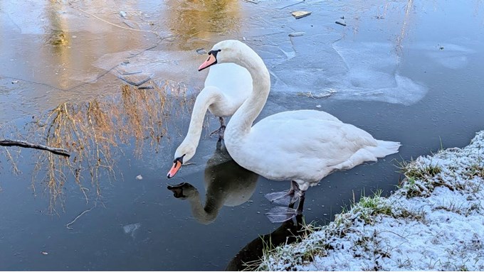 Swanning around. Posted by Brian Gaze