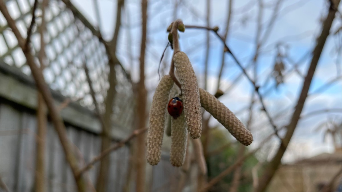 Moulton Chapel, Lincolnshire, Ladybird nestled in between cobnut catkins, sunbathing in winter, afternoon...
