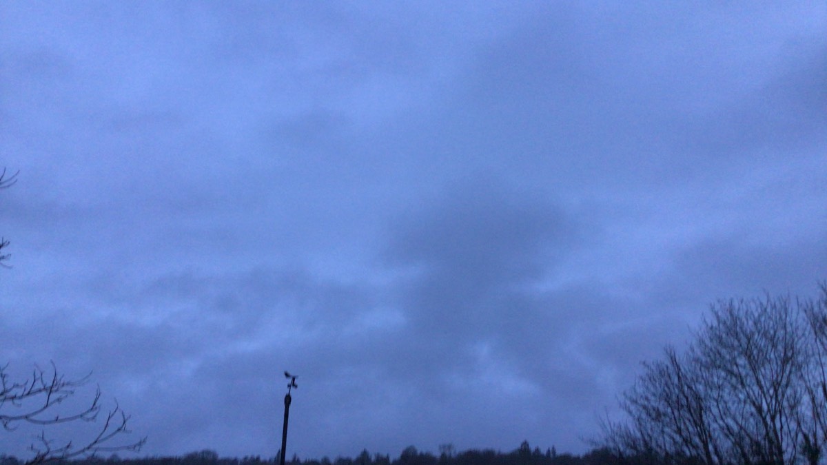Henley, Oxon, The rut continues light rain drizzle start daylight hours once more ...