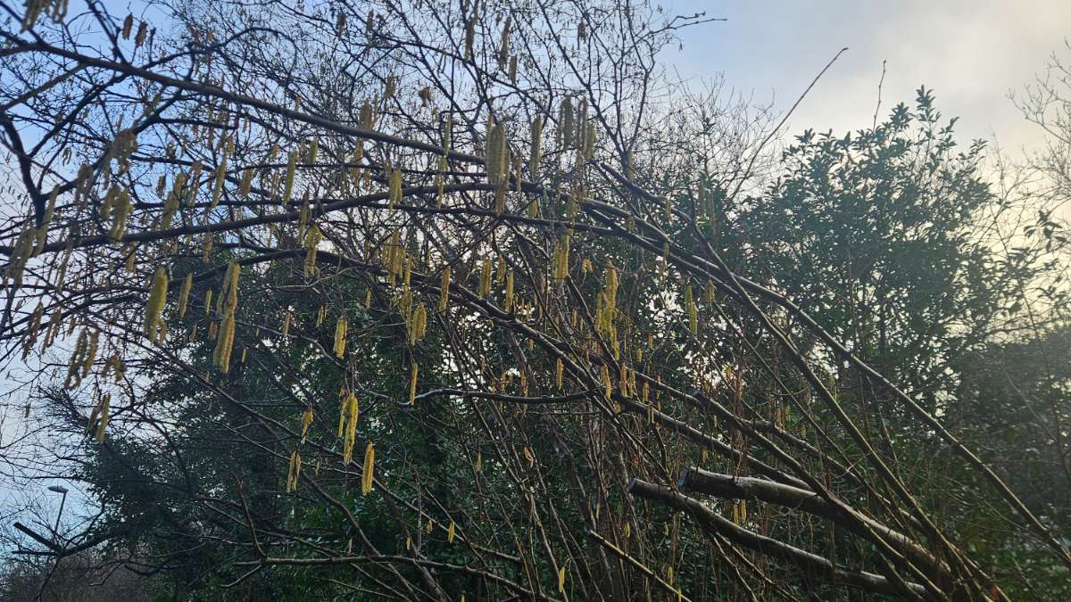 Crowborough, East sussex, Clear sky through catkins...