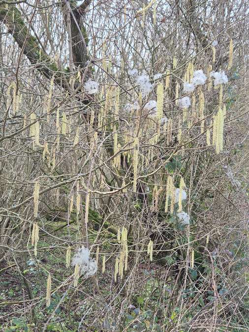 Stockbridge, Hampshire, Old and new - this year's Hazel Catkins with last year's Old Man's Beard...