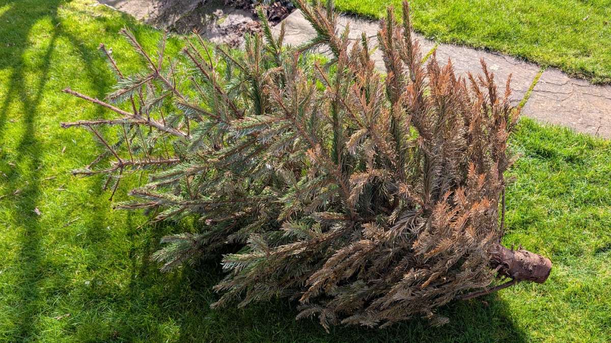 Berkhamsted, Herts, Feels spring-like, so finally time to compost the Christmas tree which has ...