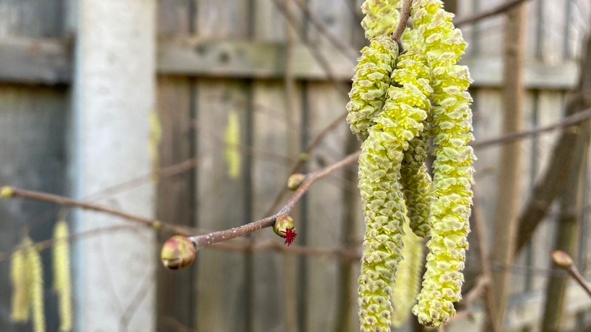 Moulton Chapel, Lincolnshire, Catkins and flowers ...