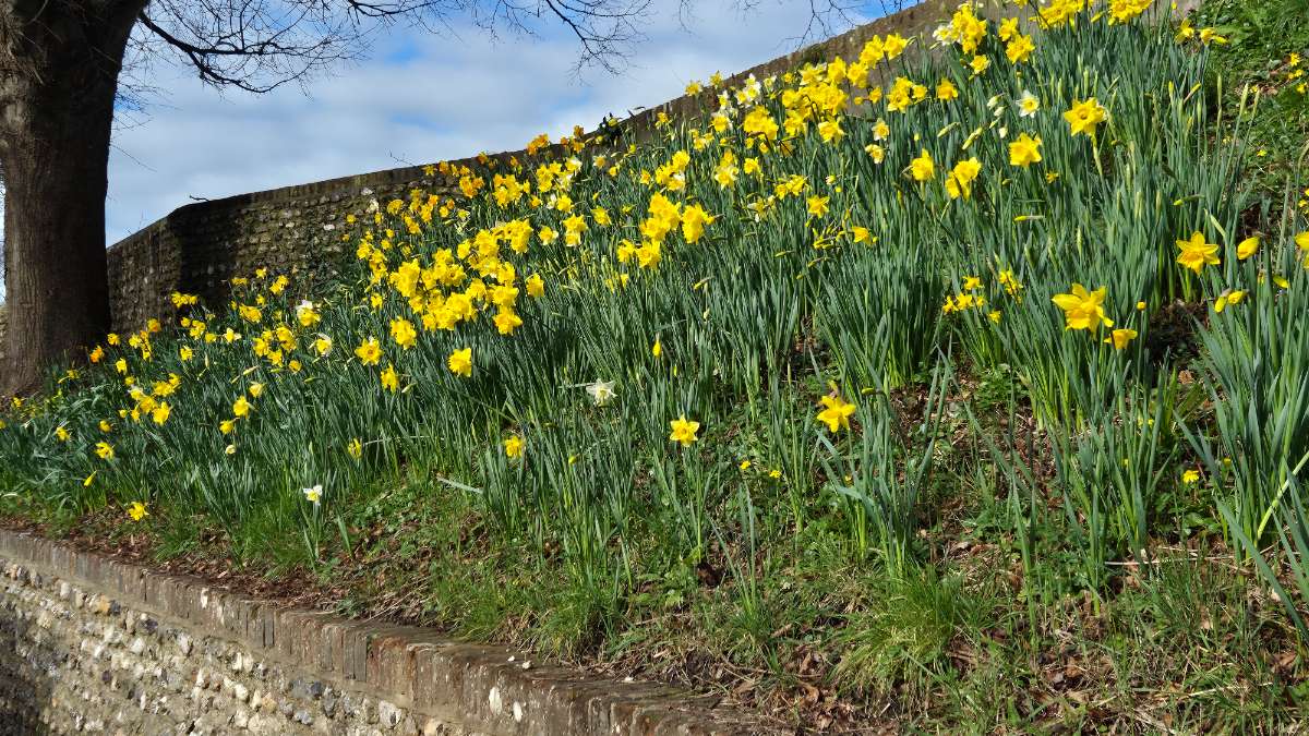 Chichester, West Sussex, Daffodils on the Roman Walls on a sunny February day...