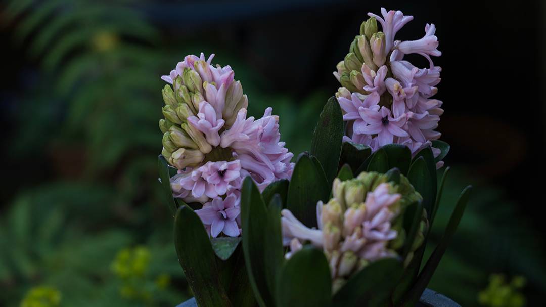 Dorchester, Dorset, Hyacinths...