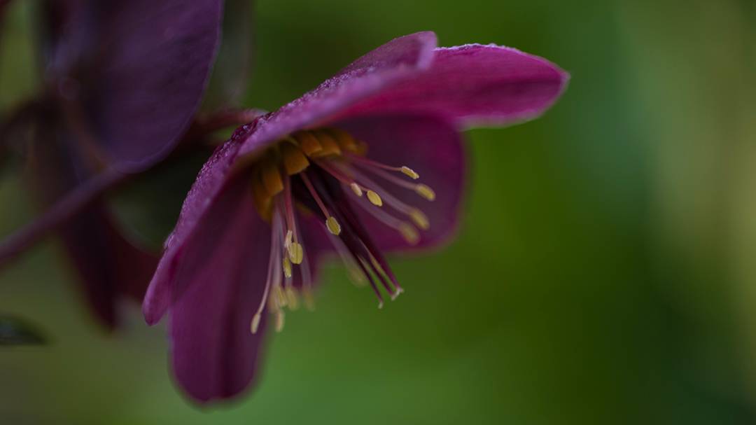 Dorchester, Dorset, Hellebore...