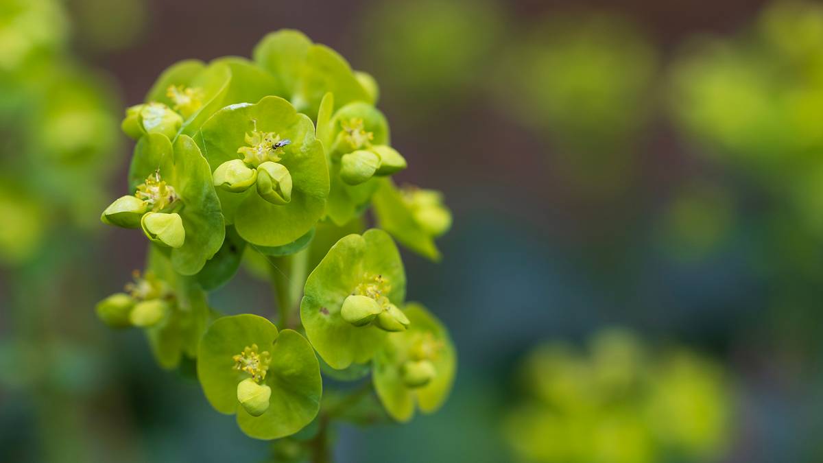 Dorchester, Dorset, Euphorbia amygdaloides var. robbiae
Great for dry gardens. And insects....