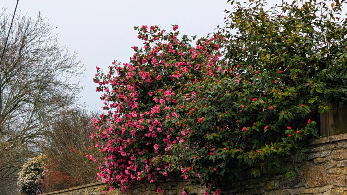 , , Camellia in bloom...