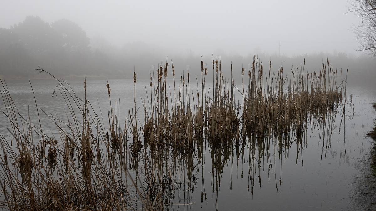 Dorchester, Dorset, Reedmace on Misty Morning...