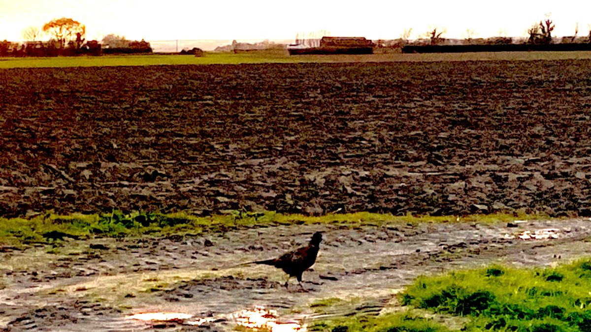 SPALDING, Lincolnshire, A pheasant close encounter ...