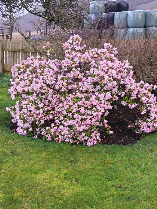 Auchterarder, , Taken on 11th March. Luckily this year no withering frosts...