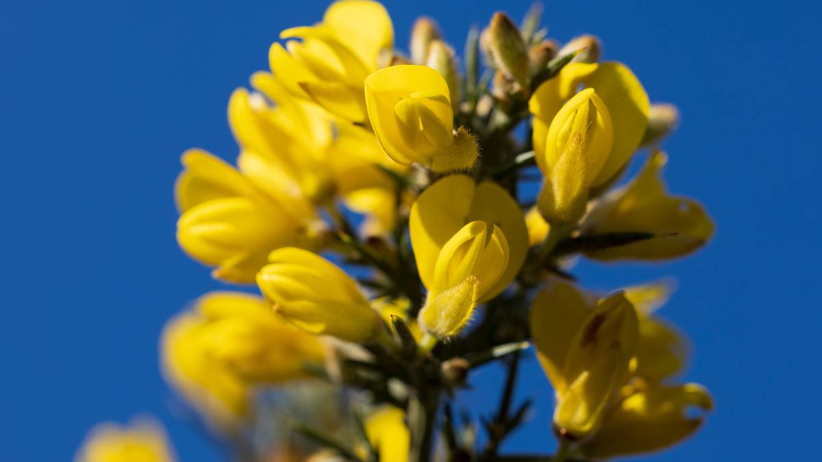 Dorchester, Dorset, Pooh's Favourite Plant?...