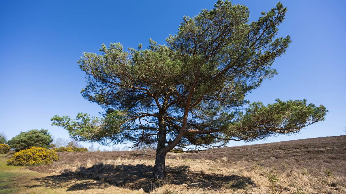 Dorchester, Dorset, Lonesome Pine...