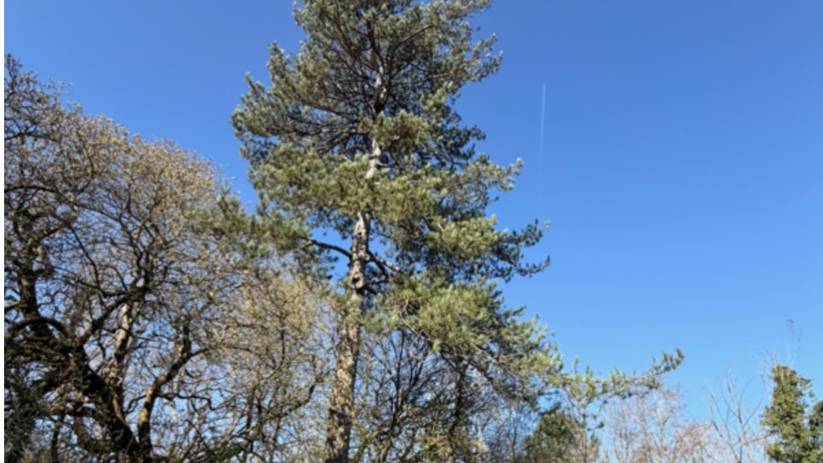 Henley, Oxon, Unbroken sunshine 2c to 20c ...