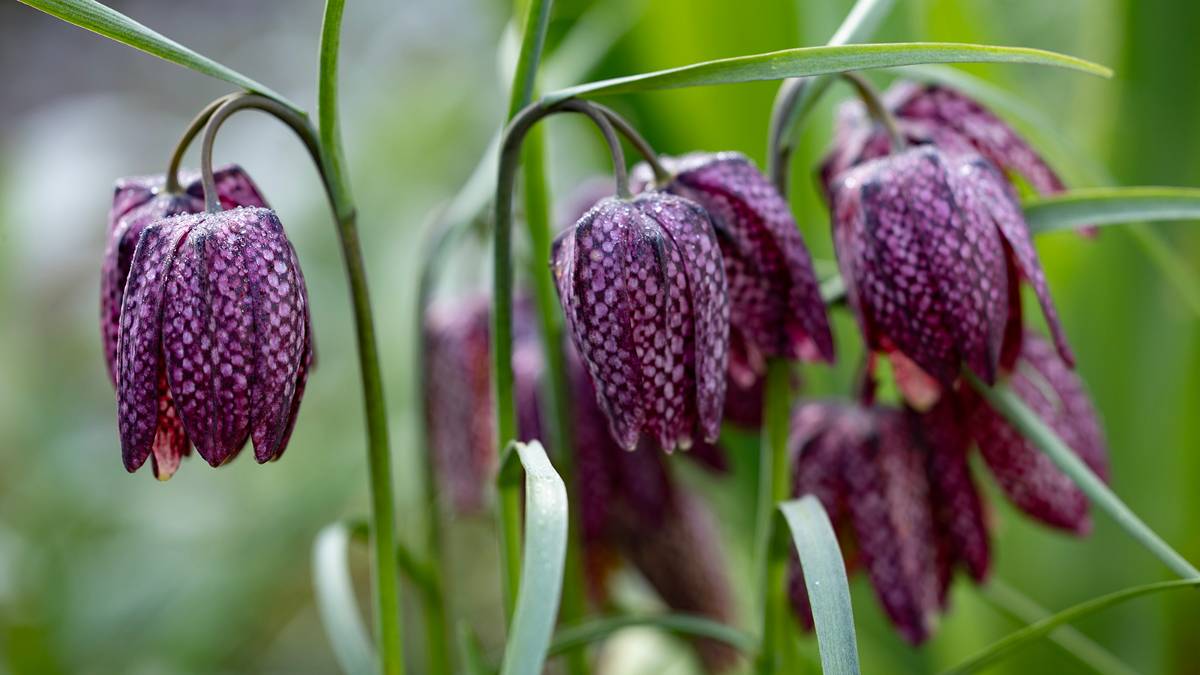 Dorchester, Dorset, King's Meadow Lily - kungsängslilja - Fritillaria meleagris...