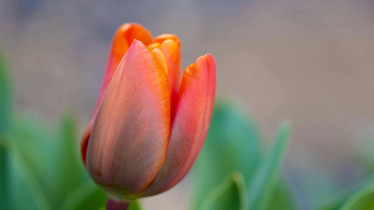 Dorchester, Dorset, Glow - Tulip Annie Schilder...