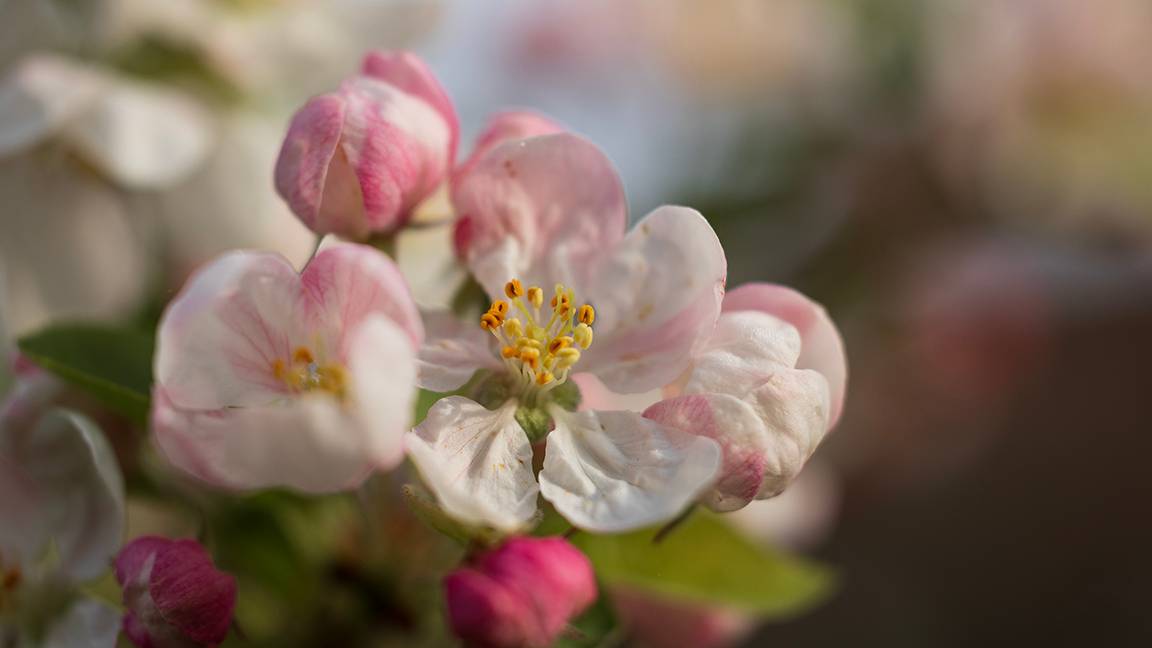 Dorchester, Dorset, Apple Blossom...