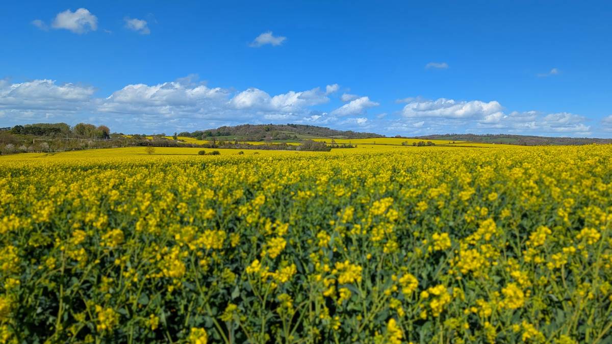 Berkhamsted, , Stunning weather in the Chilterns...
