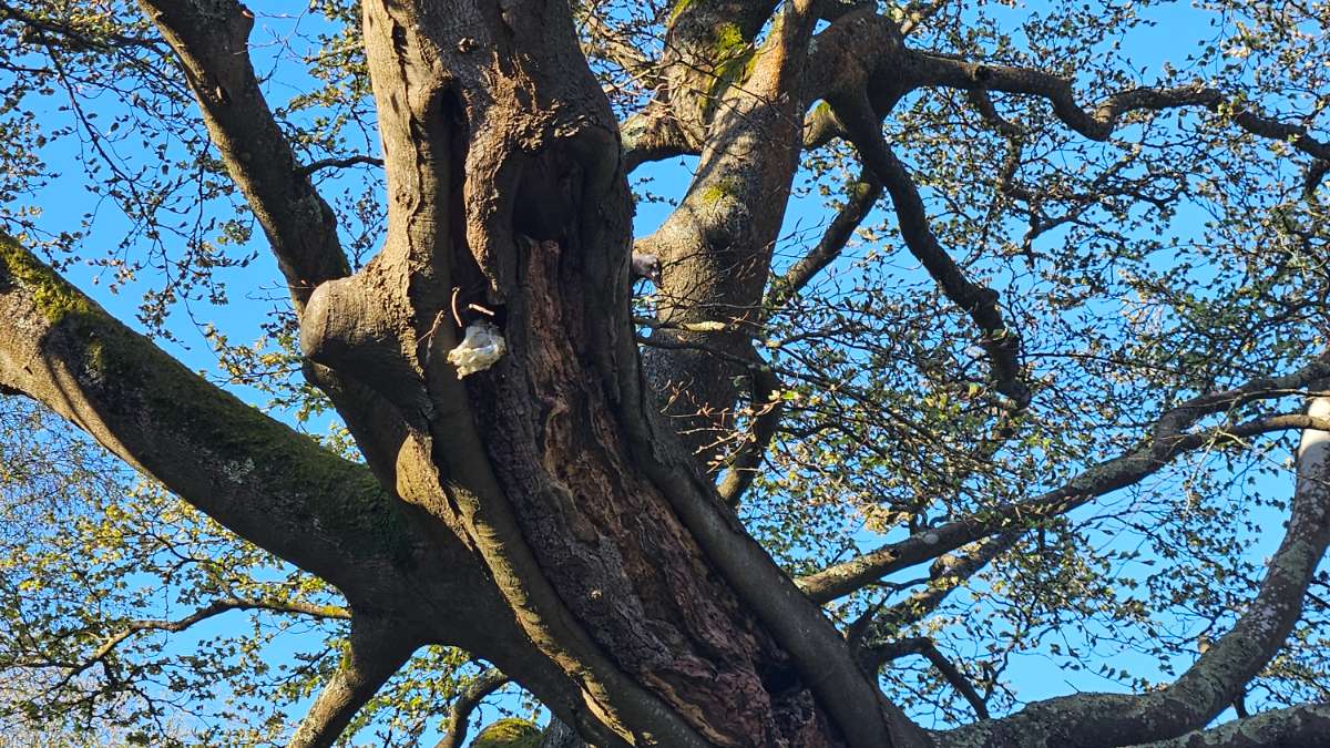 Crowborough, East sussex, A sunny nest building...