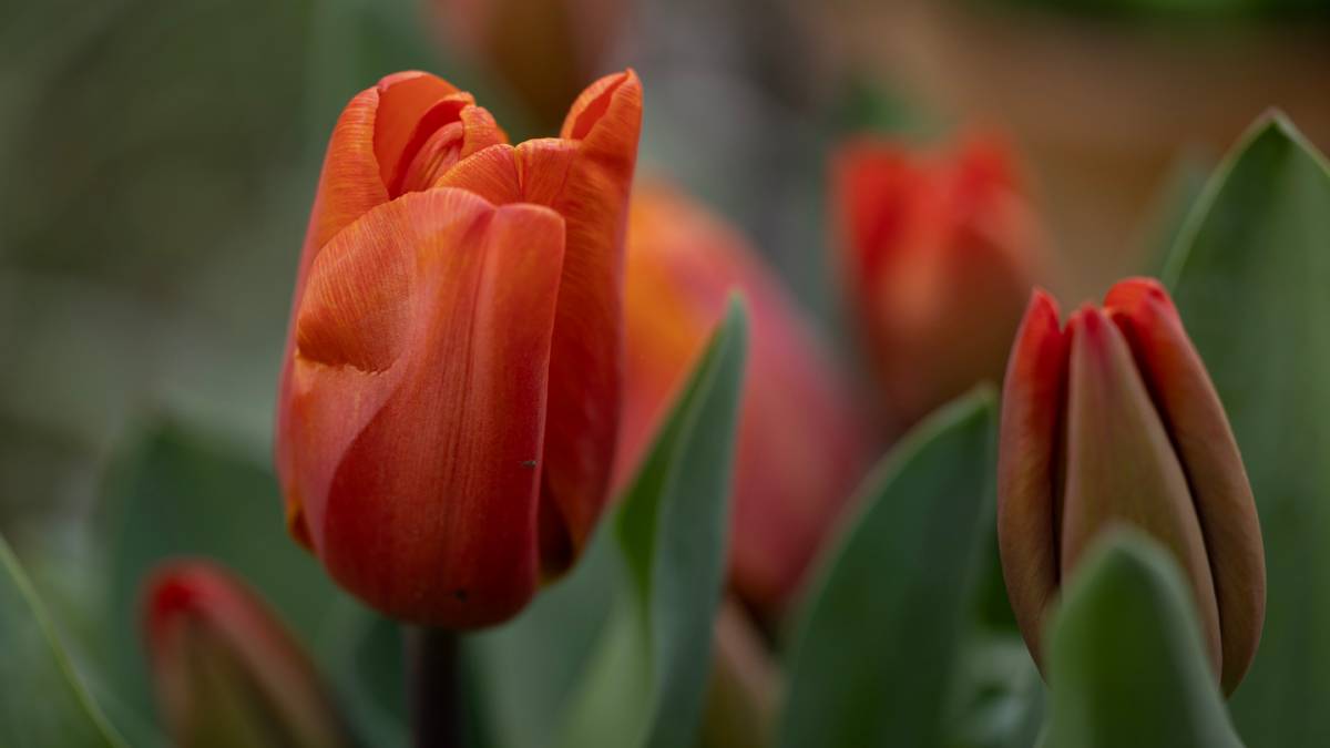 Dorchester, Dorset, Tulip Mania...