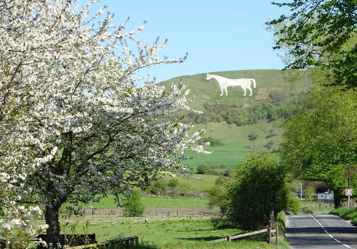 Westbury, Wilts, White Horse, Westbury, with cherry trees, 14-4-20...