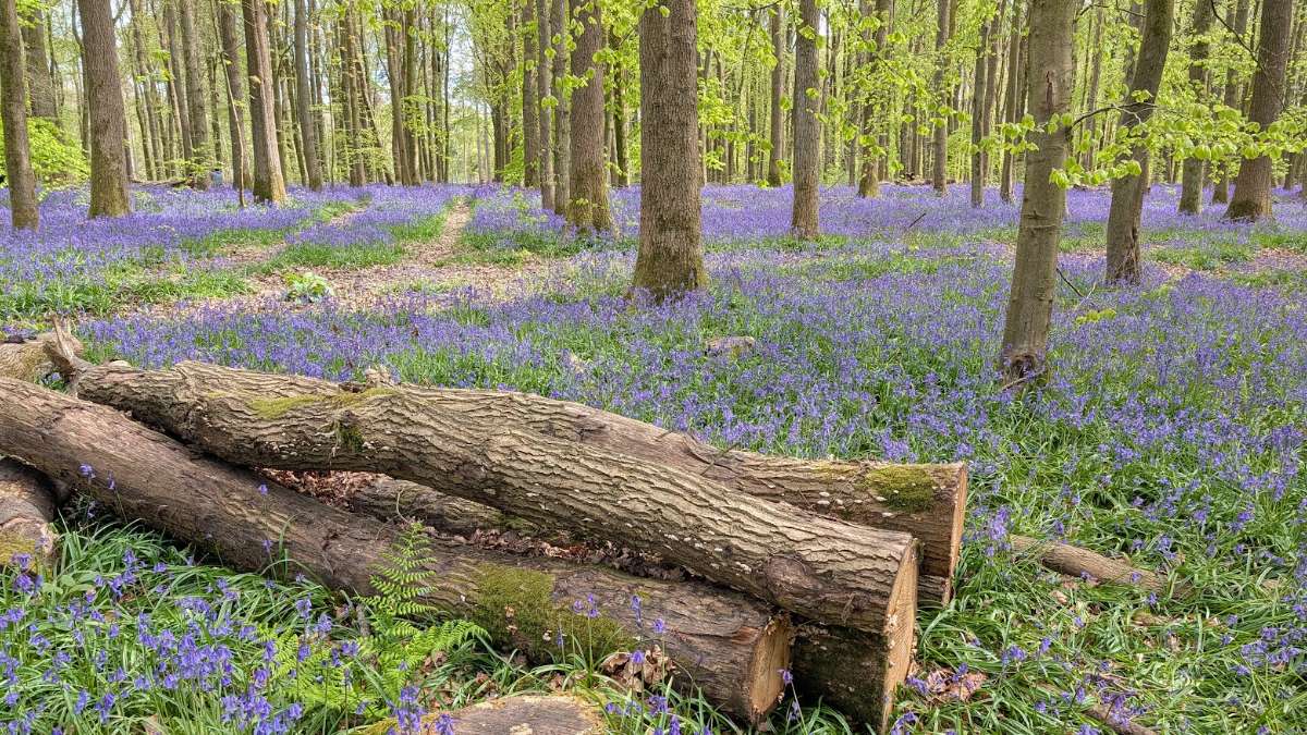 Berkhamsted, , Bluebells on the Ashridge Estate...