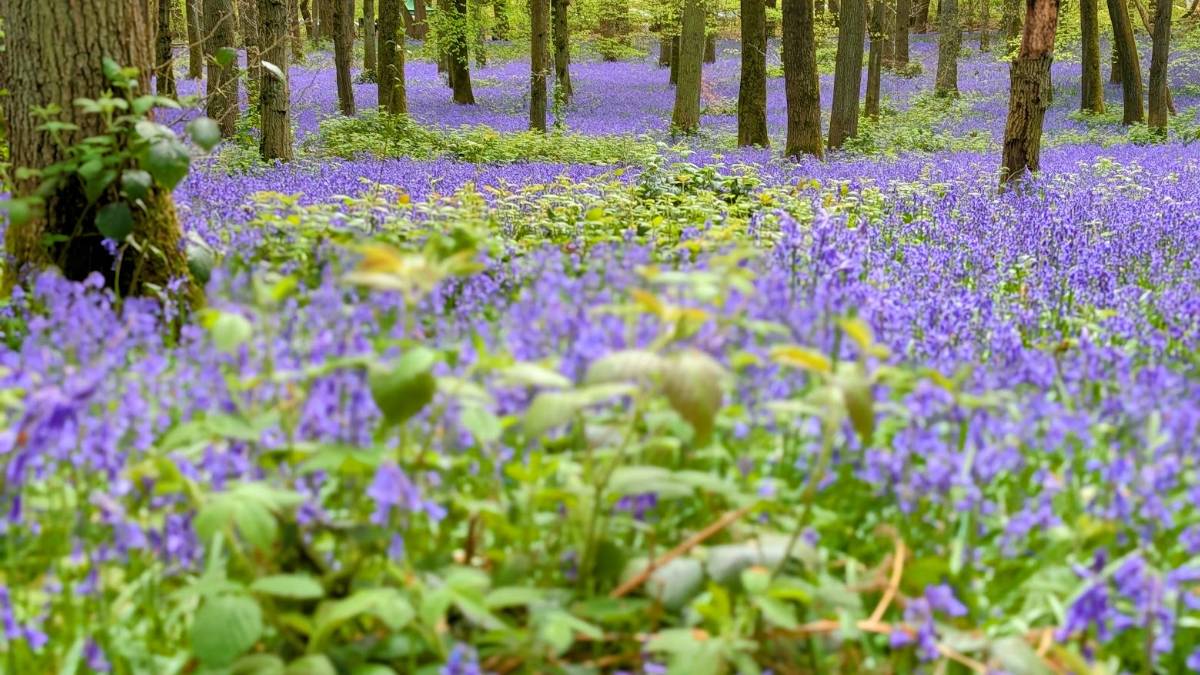 Berkhamsted, , A carpet of bluebells in Dockey Wood...