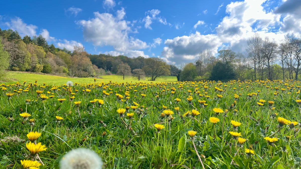 Leek, Staffordshire, Fields of Dandelions enjoying the sunshine....