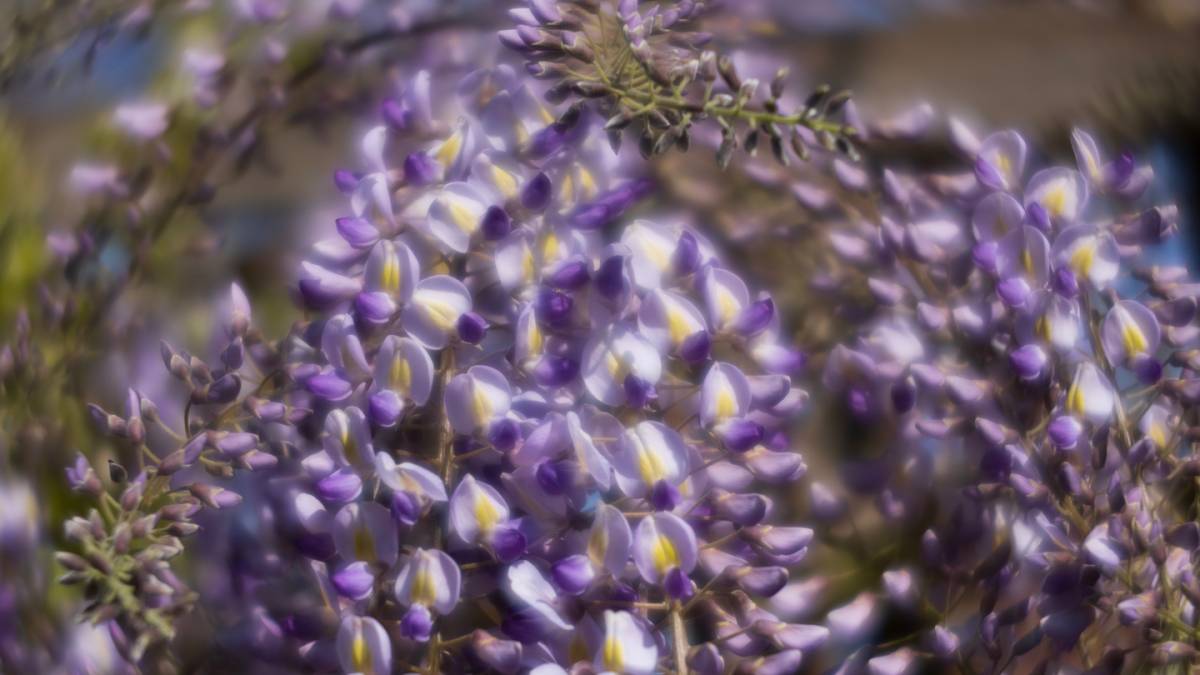 Dorchester, Dorset, Spring Wisteria...