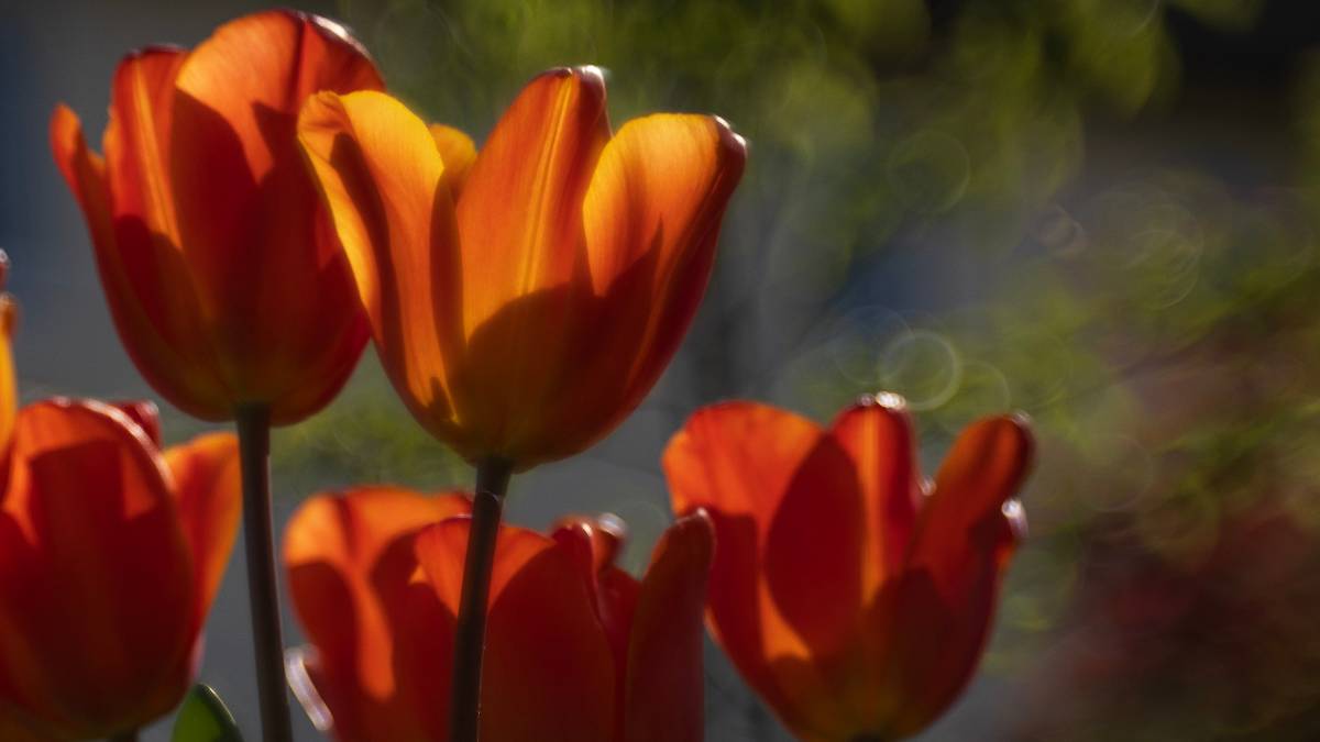Dorchester, Dorset, Late Tulips...