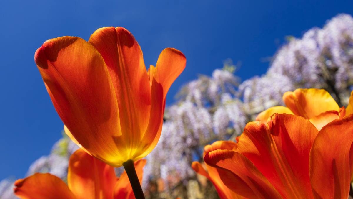 Dorchester, Dorset, A Perfect Spring Day (apart from the lack of rain)...