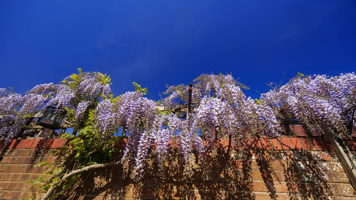 Dorchester, Dorset, Wisteria...